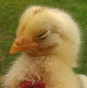 Meet your Posher, Saihaj